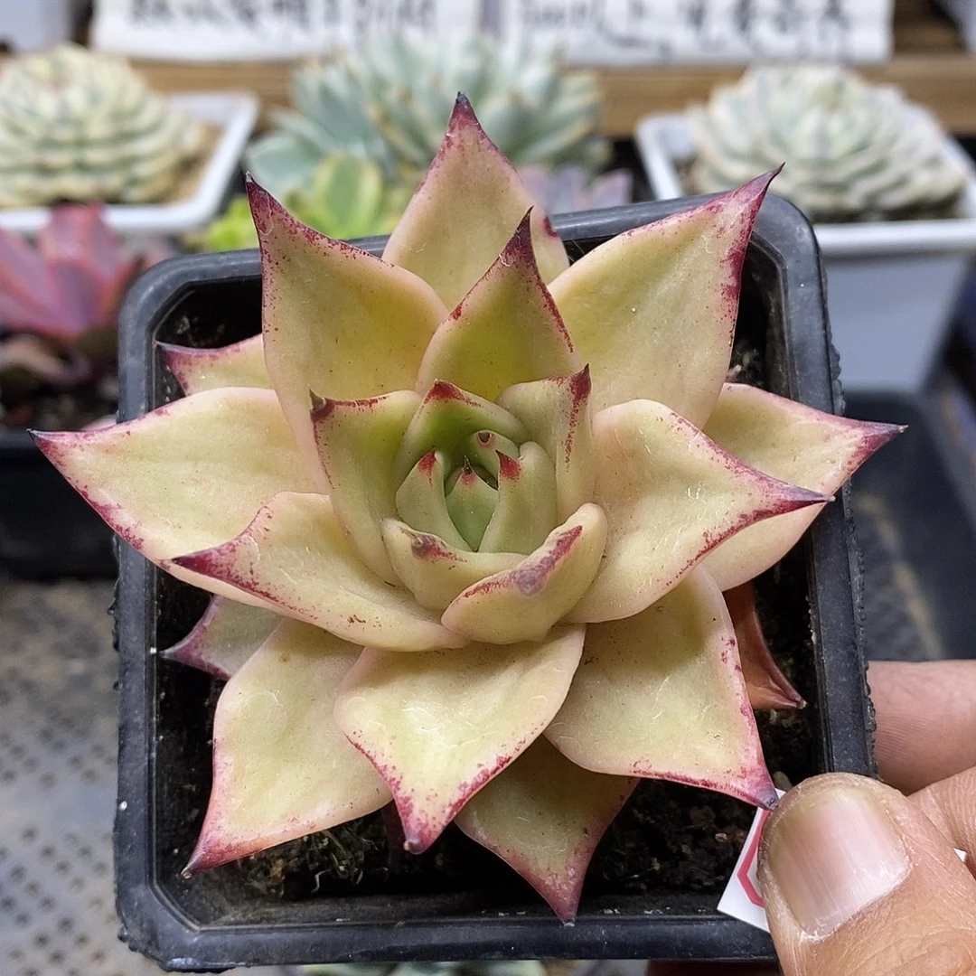 25147 精控星星锦