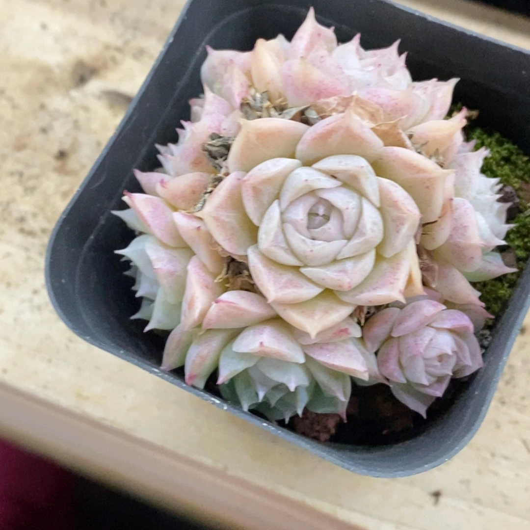 精品多肉一物一拍不包整228