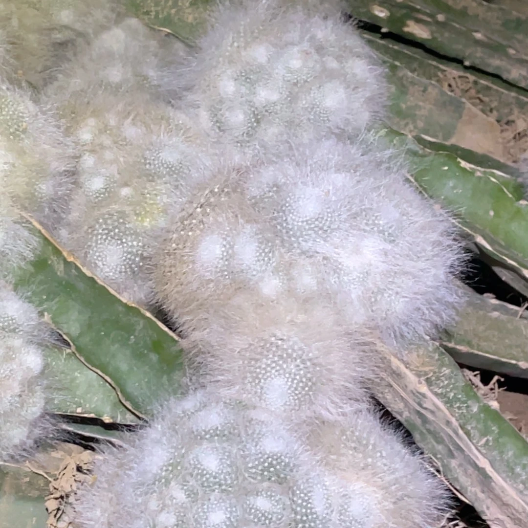 雪原玉翁 嫁接 大群 根