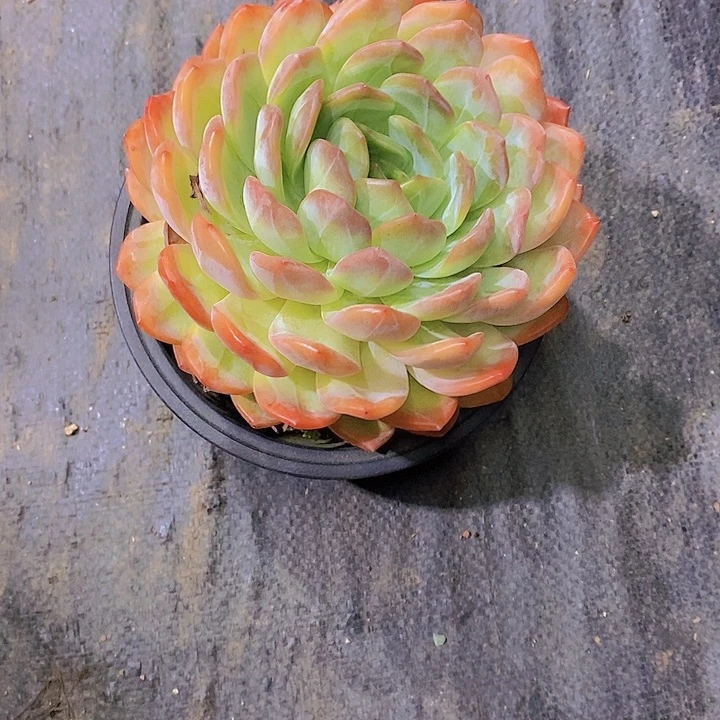 相****全明星多肉植物老桩