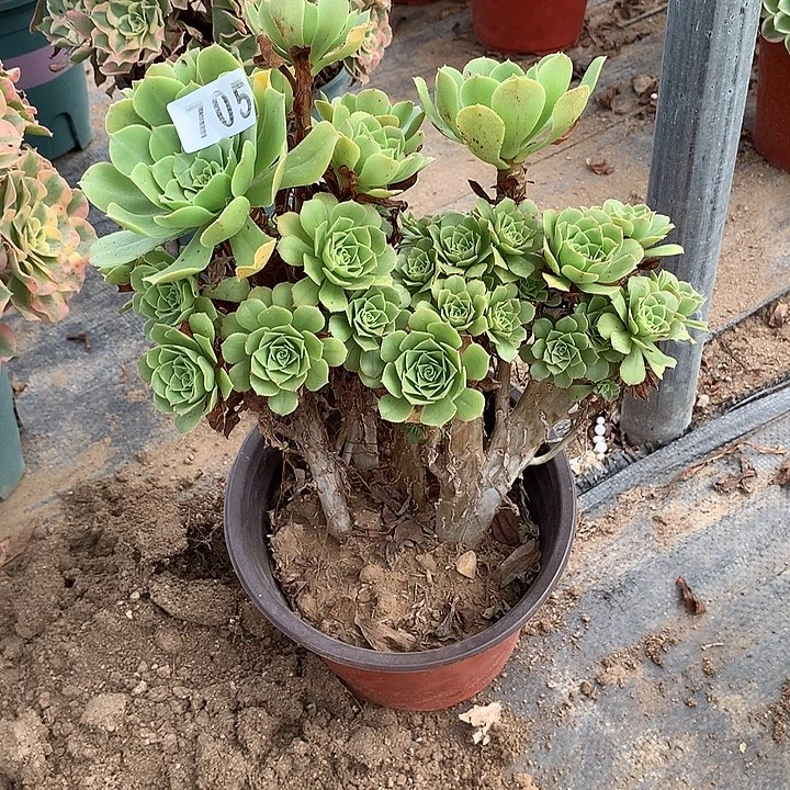 多肉植物绿羊绒缀化705号