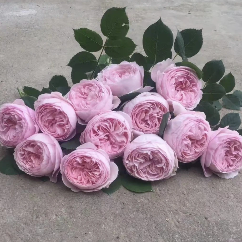 自由精神 强香大花四季多头勤花 爬藤月季蔷薇花苗