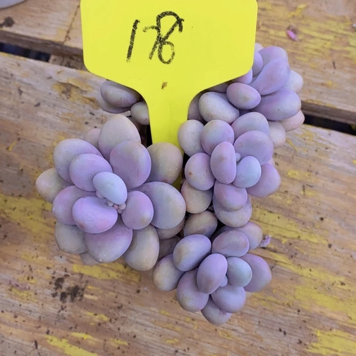 朵**.多肉植物，开心多肉