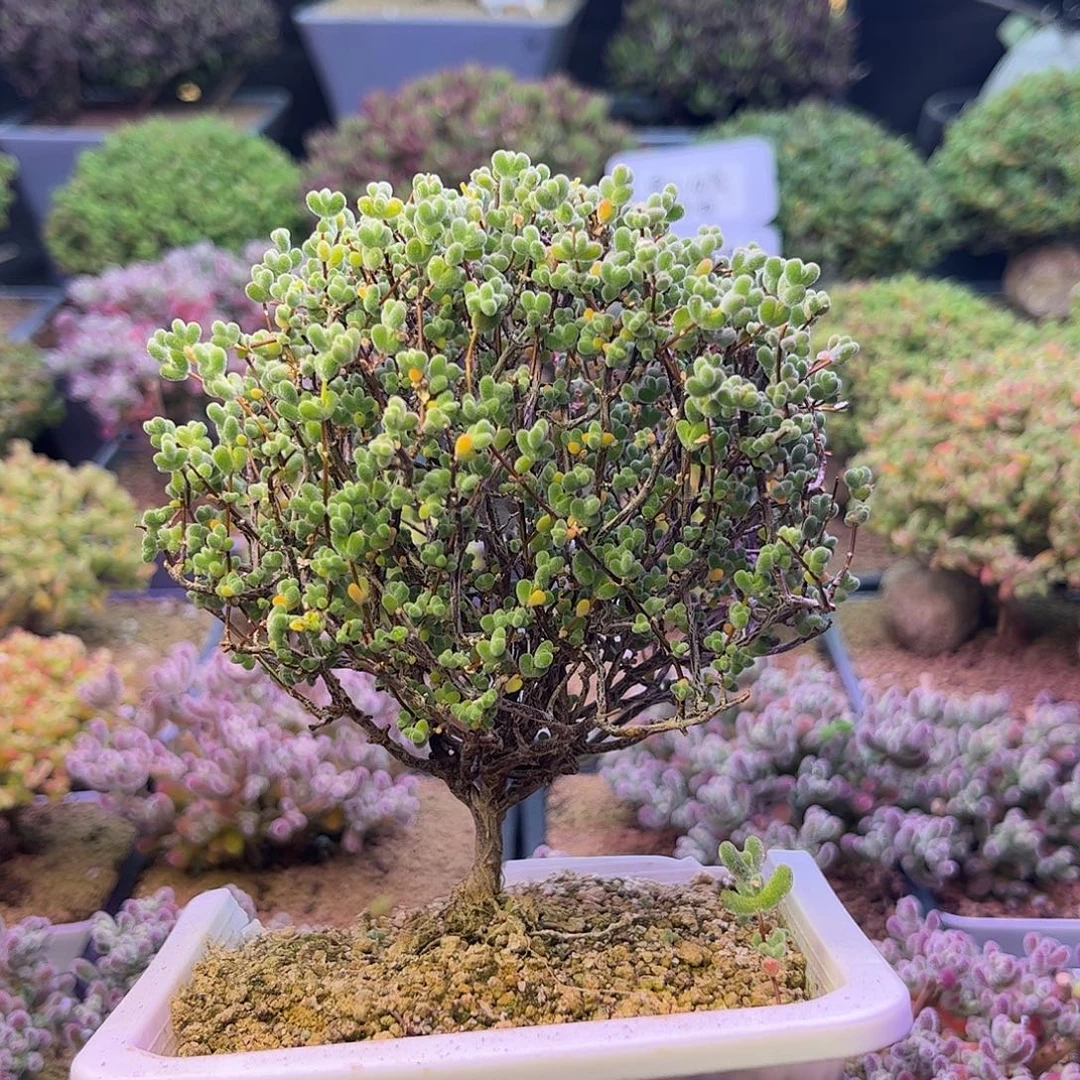 526实生莱斯枝干番杏