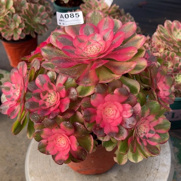 085荔枝22厘米左右