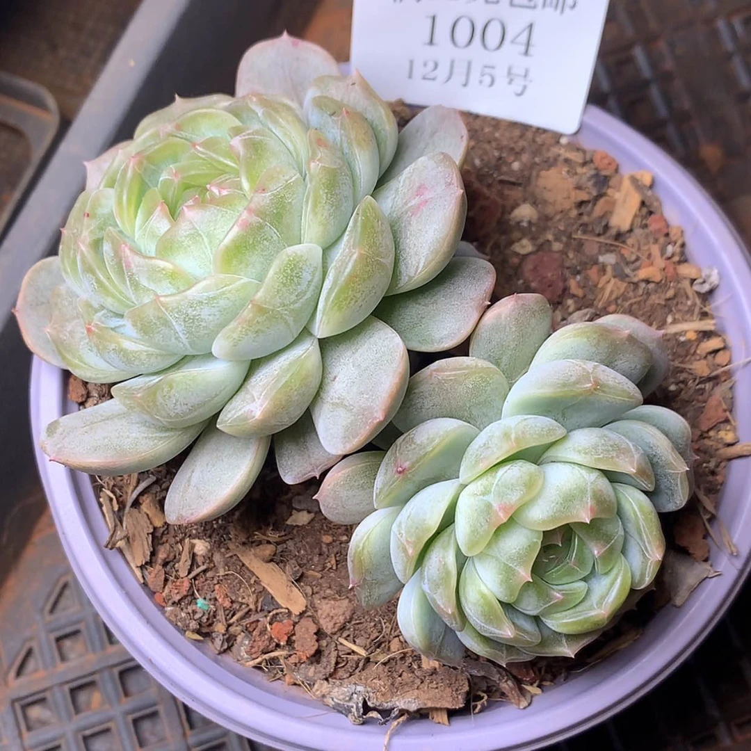 【闪购商品】云1004号白恋