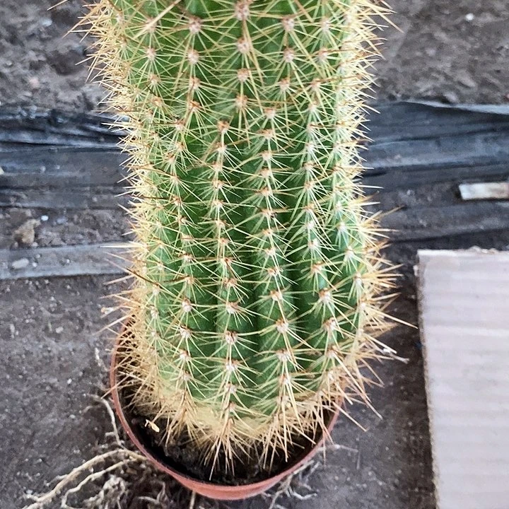 太阳新娘毛花毛花25677