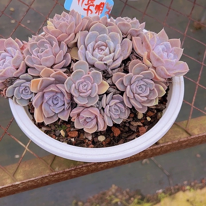 11汉堡带盆一个多肉