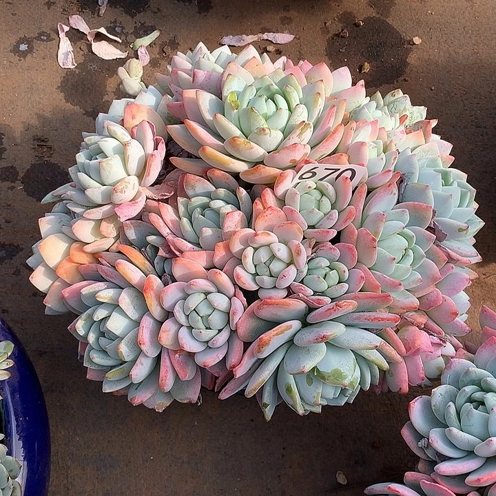 670冷香 一物一拍多肉