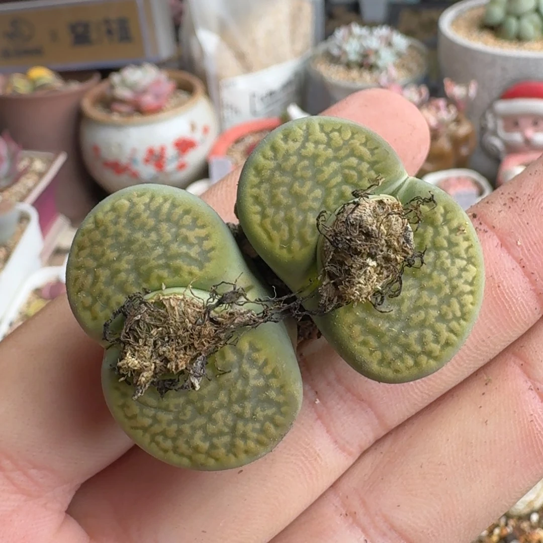 少*游K147绿富贵老母本