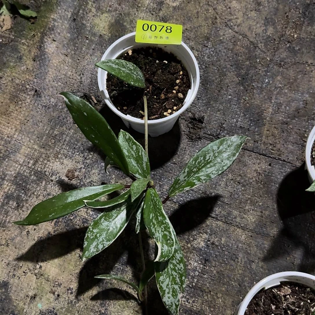 慢***士完全开放0078巴顿斤