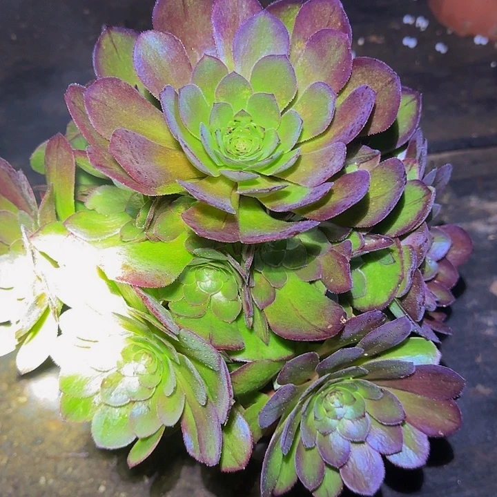 红心沙拉碗捧花亏本福利