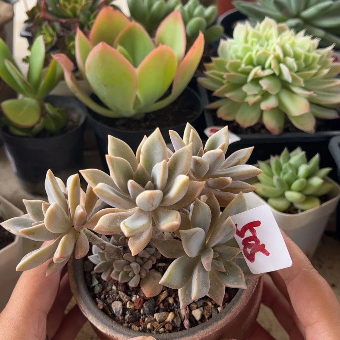 【闪购商品】紫迪。 505。111111