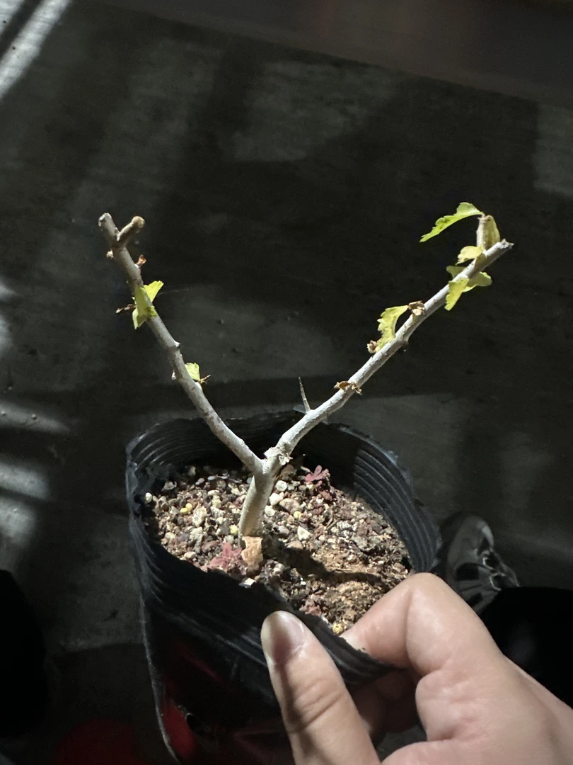 多肉植物 多肉植物