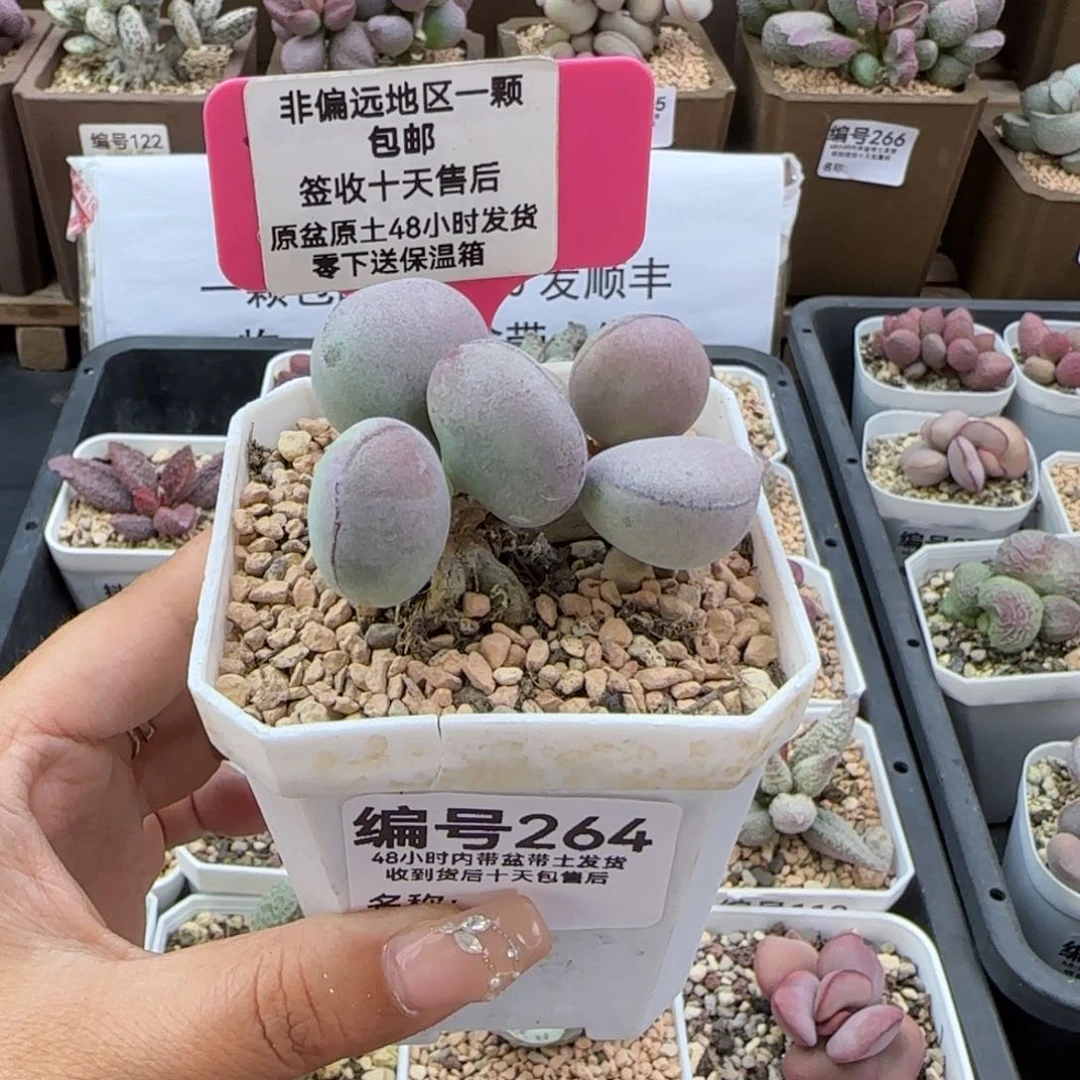 264球球紫蛋多肉植物