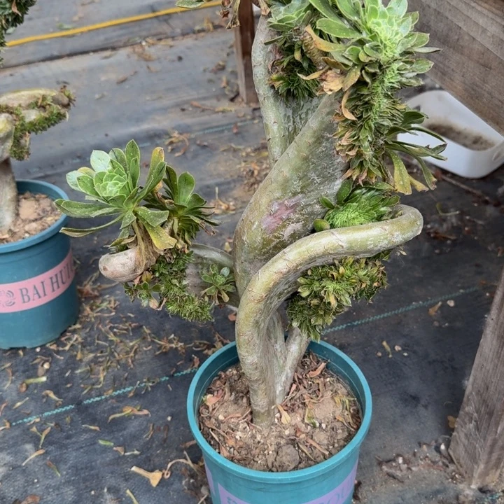 沙**杨特特特特特056法师微瑕