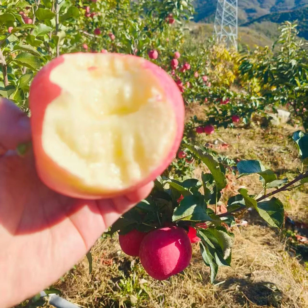 绿养道新鲜苹果北京红富士苹果