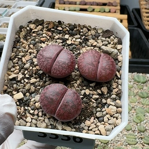 3336，酒红紫薰母本带盆