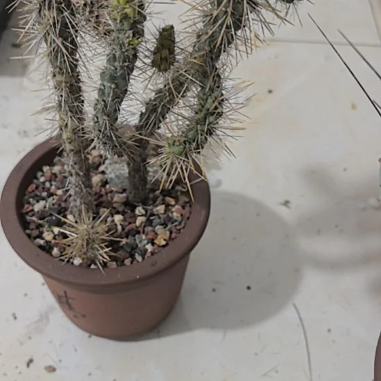仙人掌侧芽仙人掌侧芽