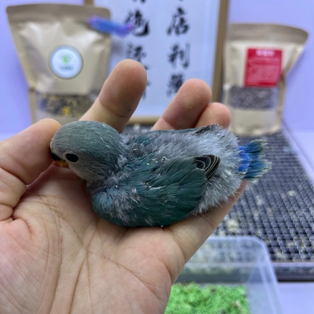 牡丹鹦鹉-绿金顶母F61095