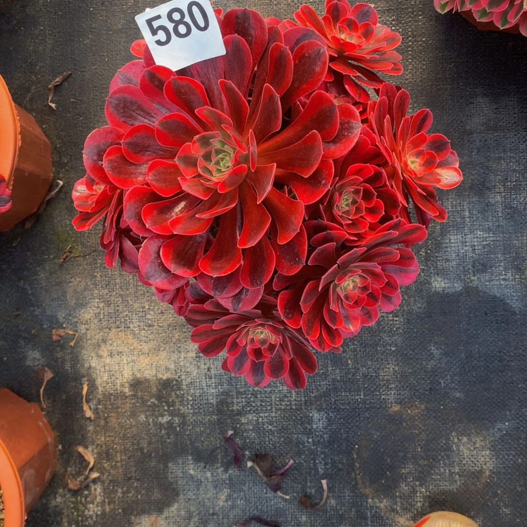 美杜莎580法师多肉不周正