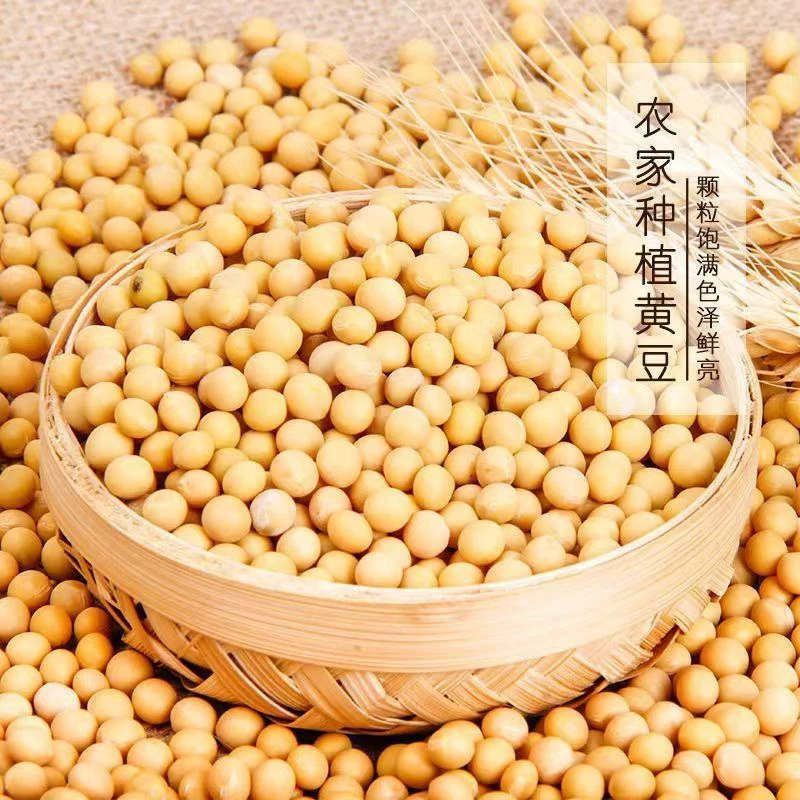 农家笨大豆老品种可以发芽打豆浆