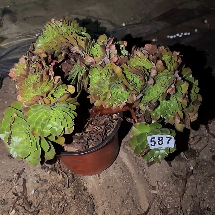 587黄金沙拉碗多肉植物
