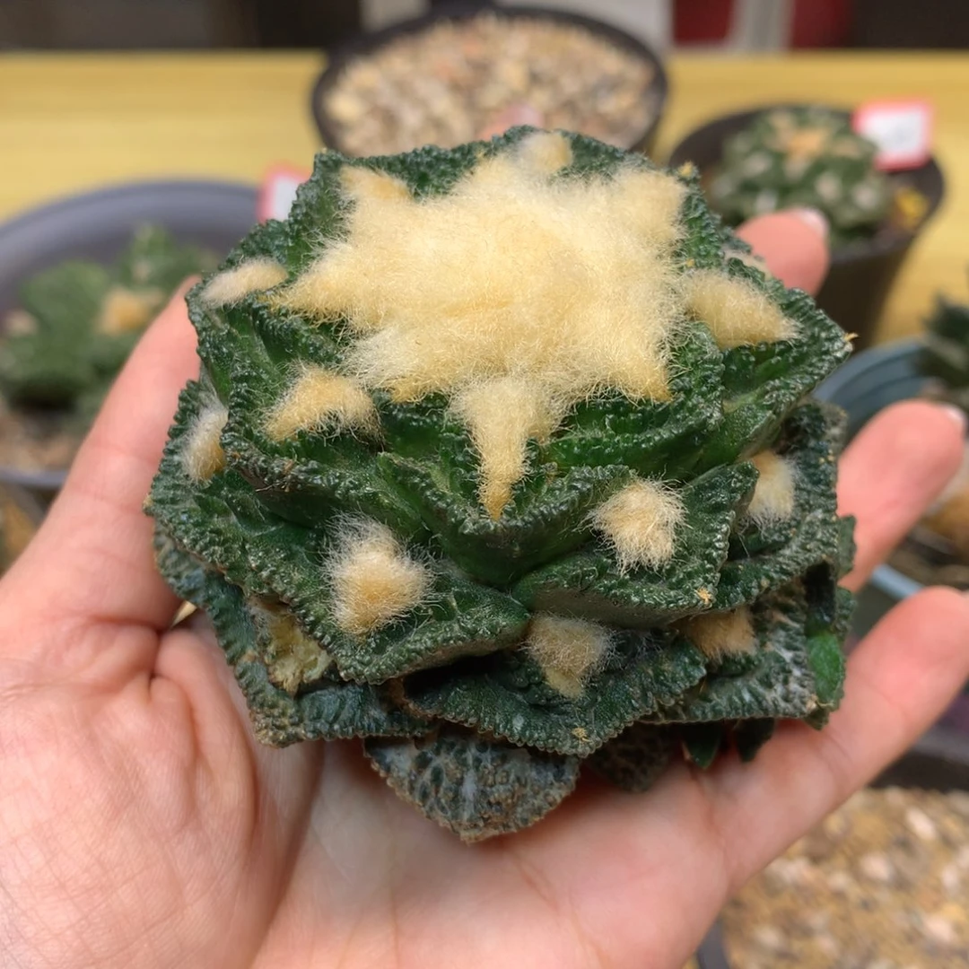 26号 苗接 深割尤大尤新顿7.5公分 无根