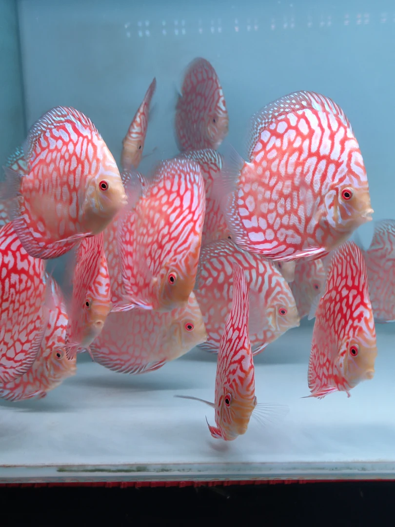 七彩神仙鱼苗5-6公分