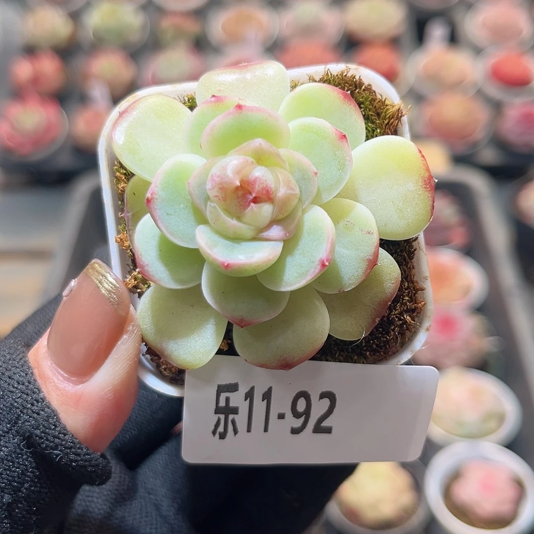 乐11-92 新品单头