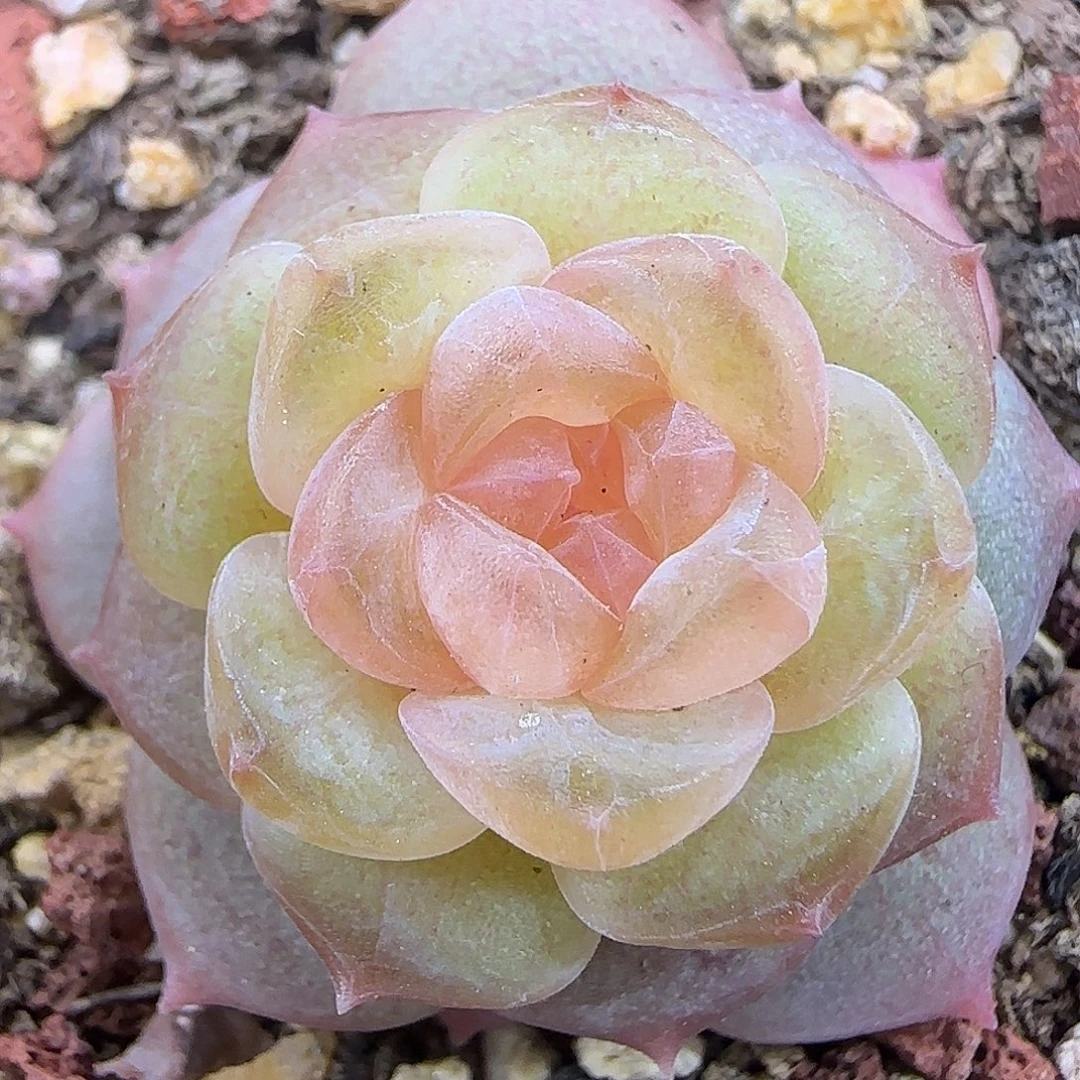 979三厘米【满29包邮非偏远】