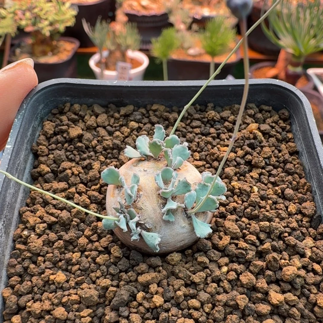*****格加厚墩菊647 仙人球