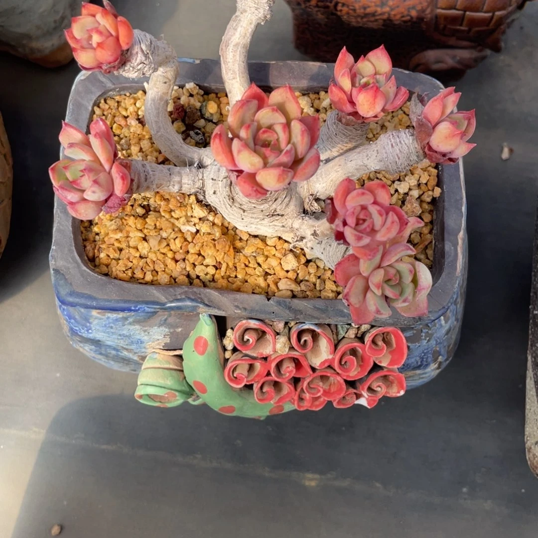 飘支老桩娜娜群生