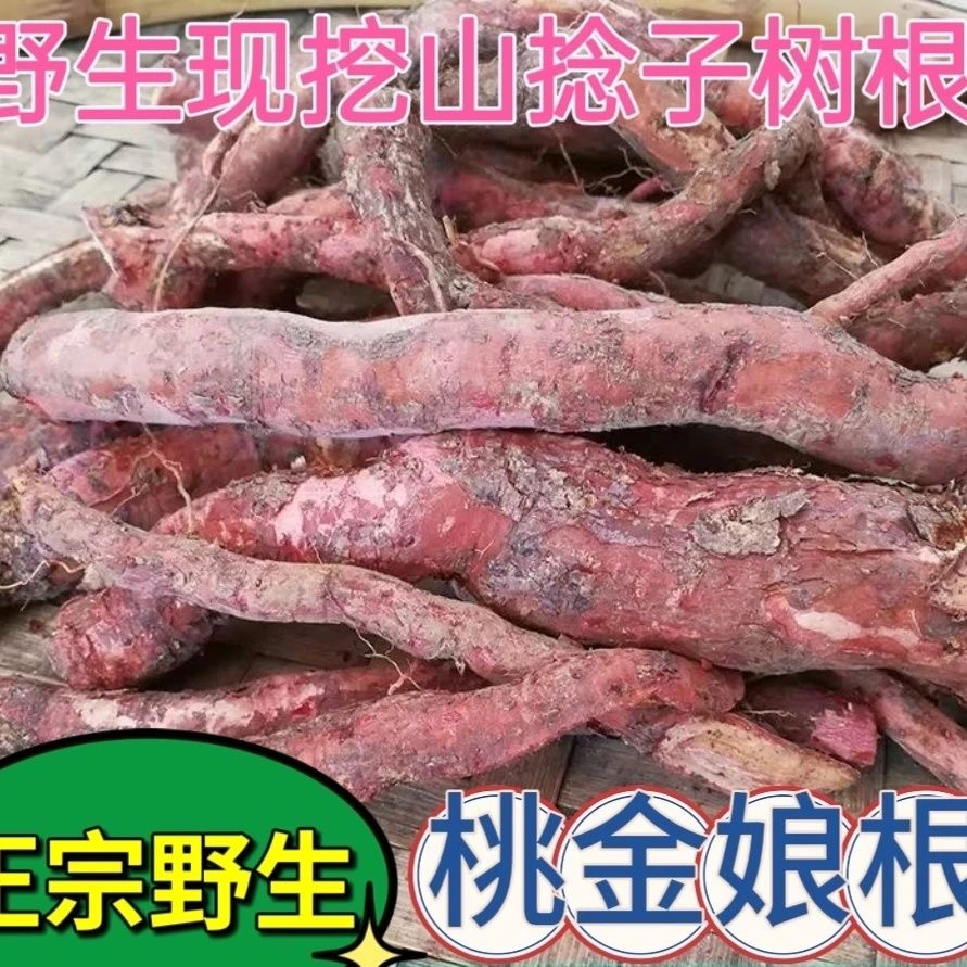 广东野生桃金娘根新鲜岗稔根乌当泥根山菍根泡酒棯子根桃金娘树根