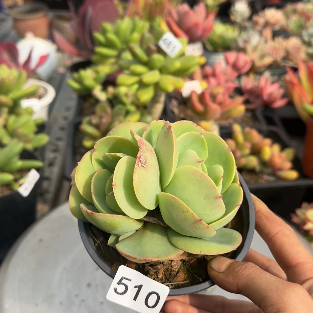 510号一物一拍一物一拍