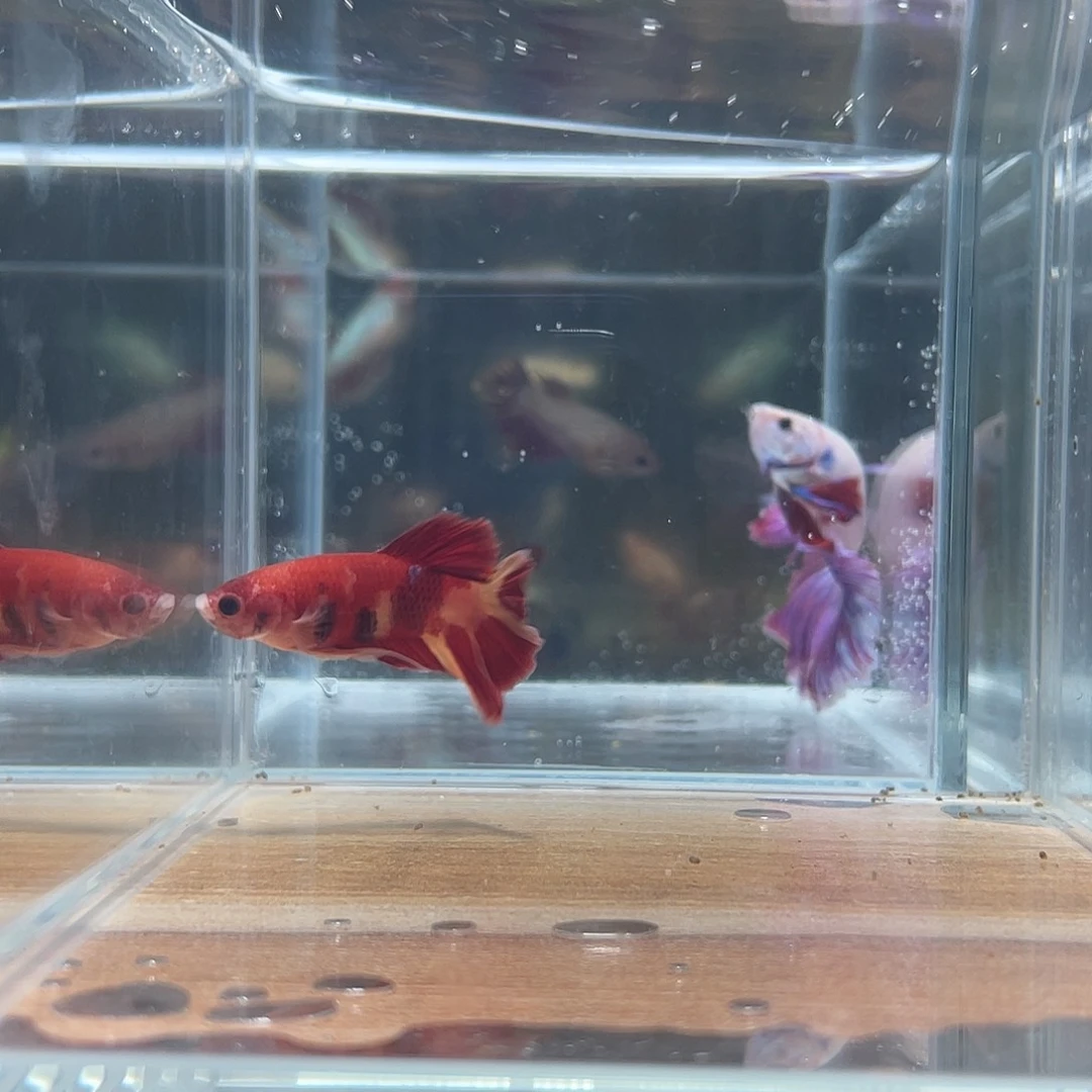 斗鱼可博泰斗092607