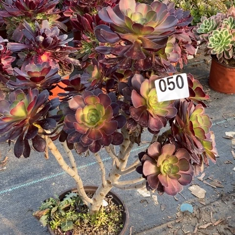 晚霞多肉植物法师不包损妖桩