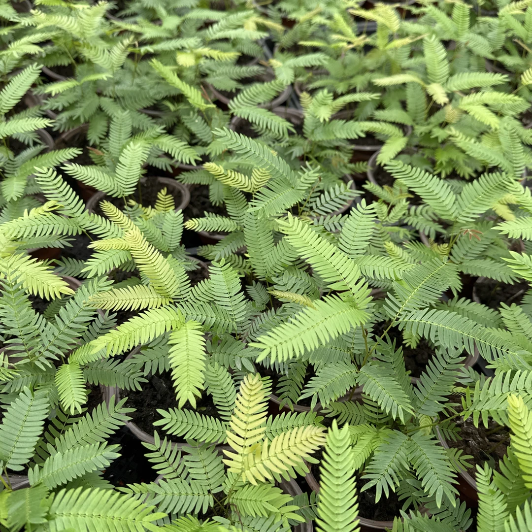 从生苗6棵密叶猴耳环小苗专拍