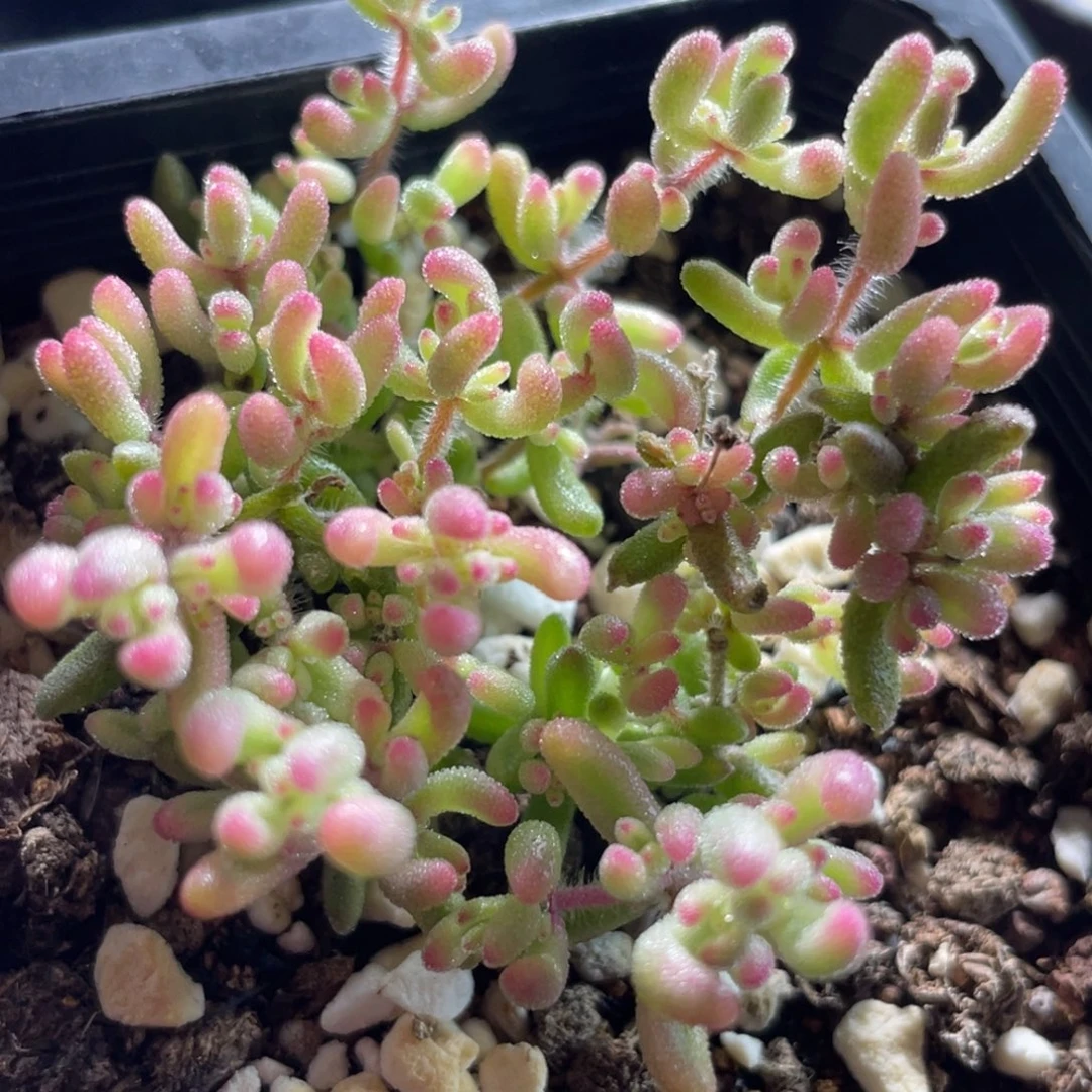 精选枝干一物一拍～21