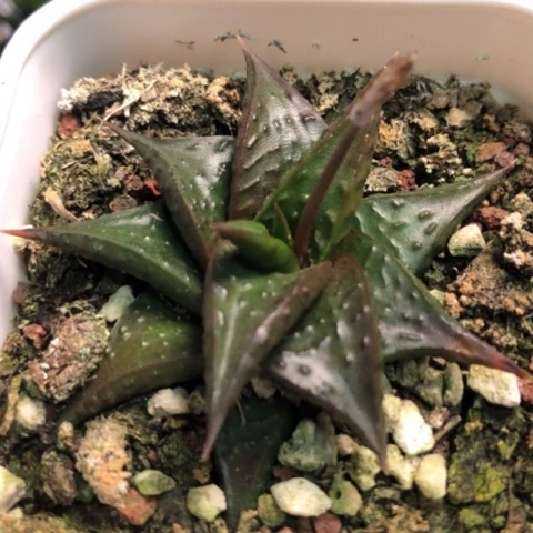 原始十二卷带盆发货