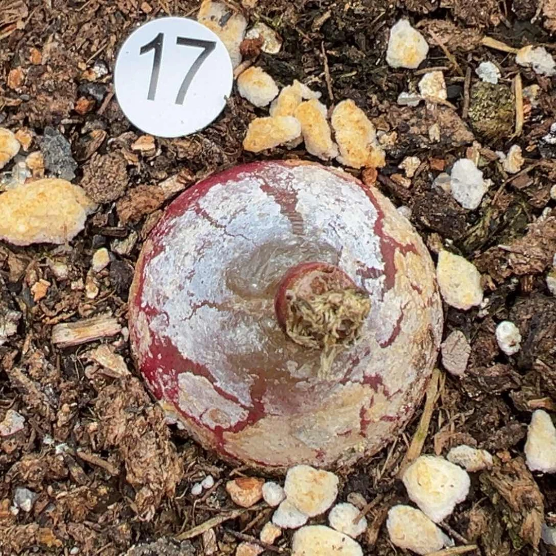 多肉植物111111111111111