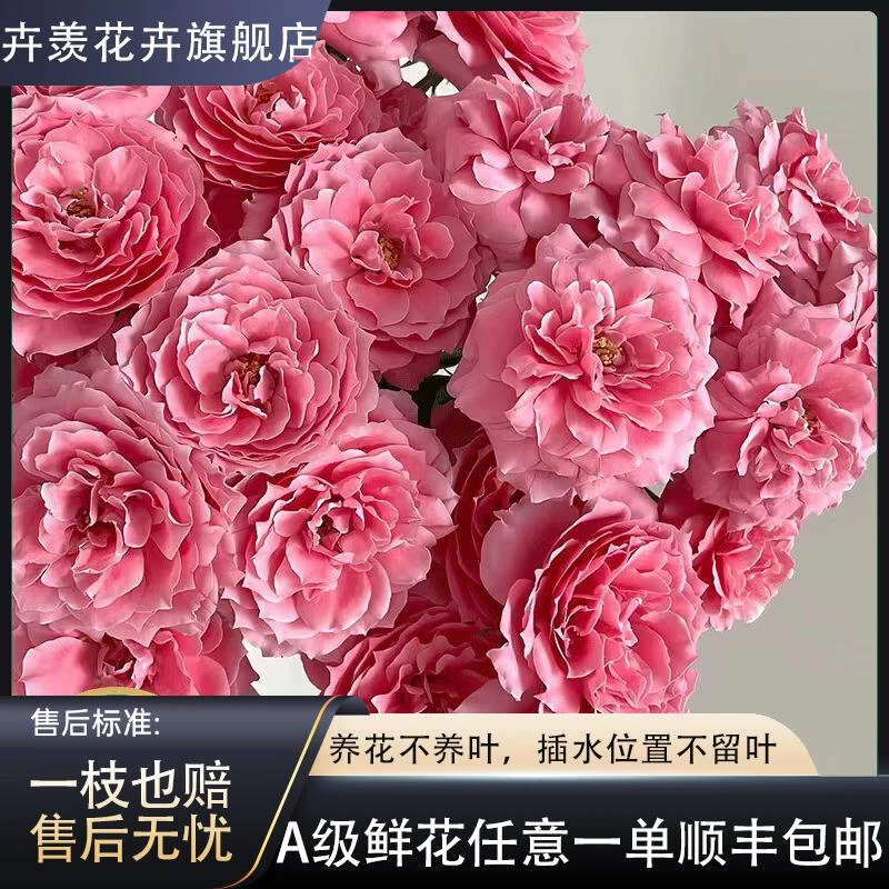 【云舍花卉】【稀有】65-70cm粉色拉拉队多头玫瑰两单或两单以上包邮