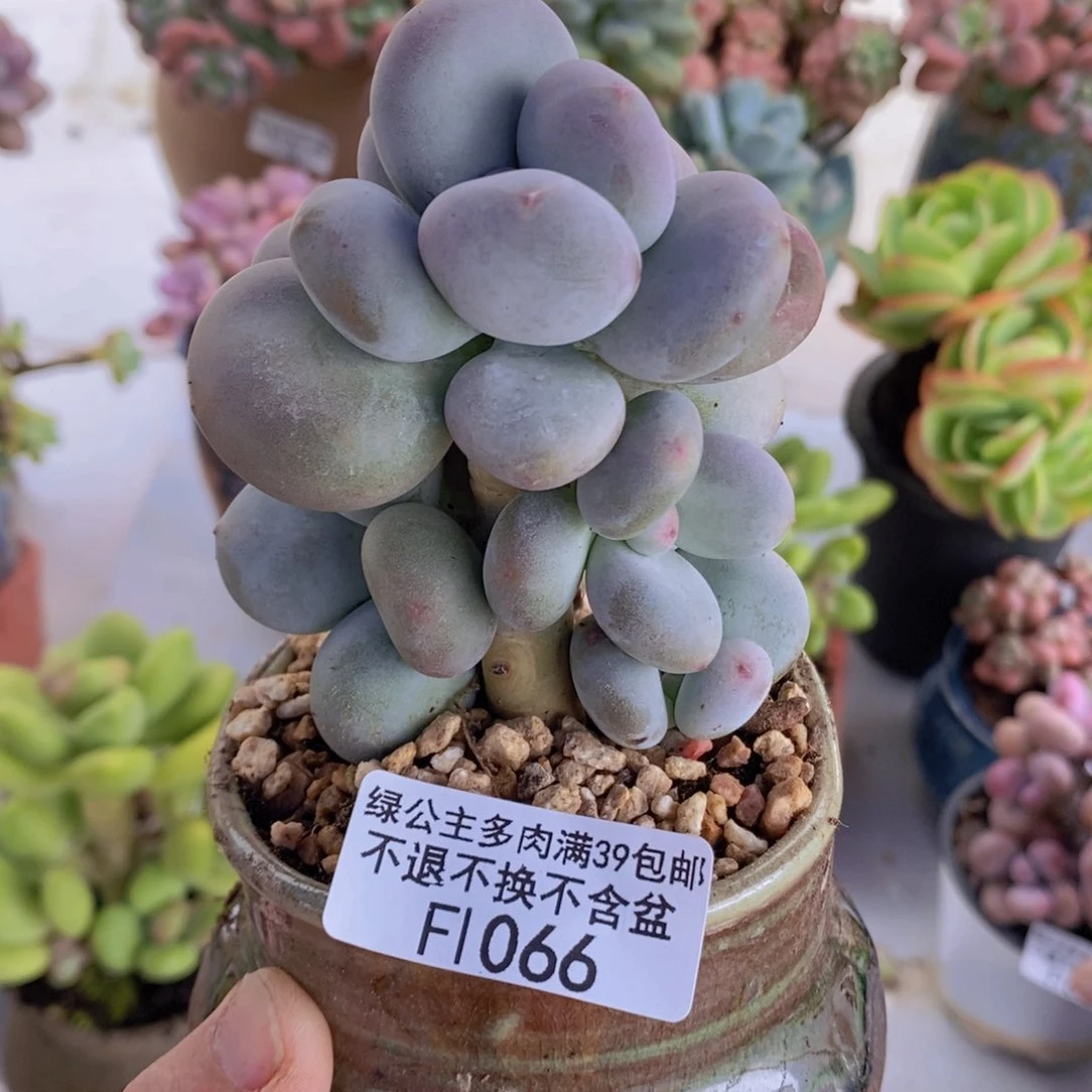 黄金大叶奶树6cm1066多肉植物