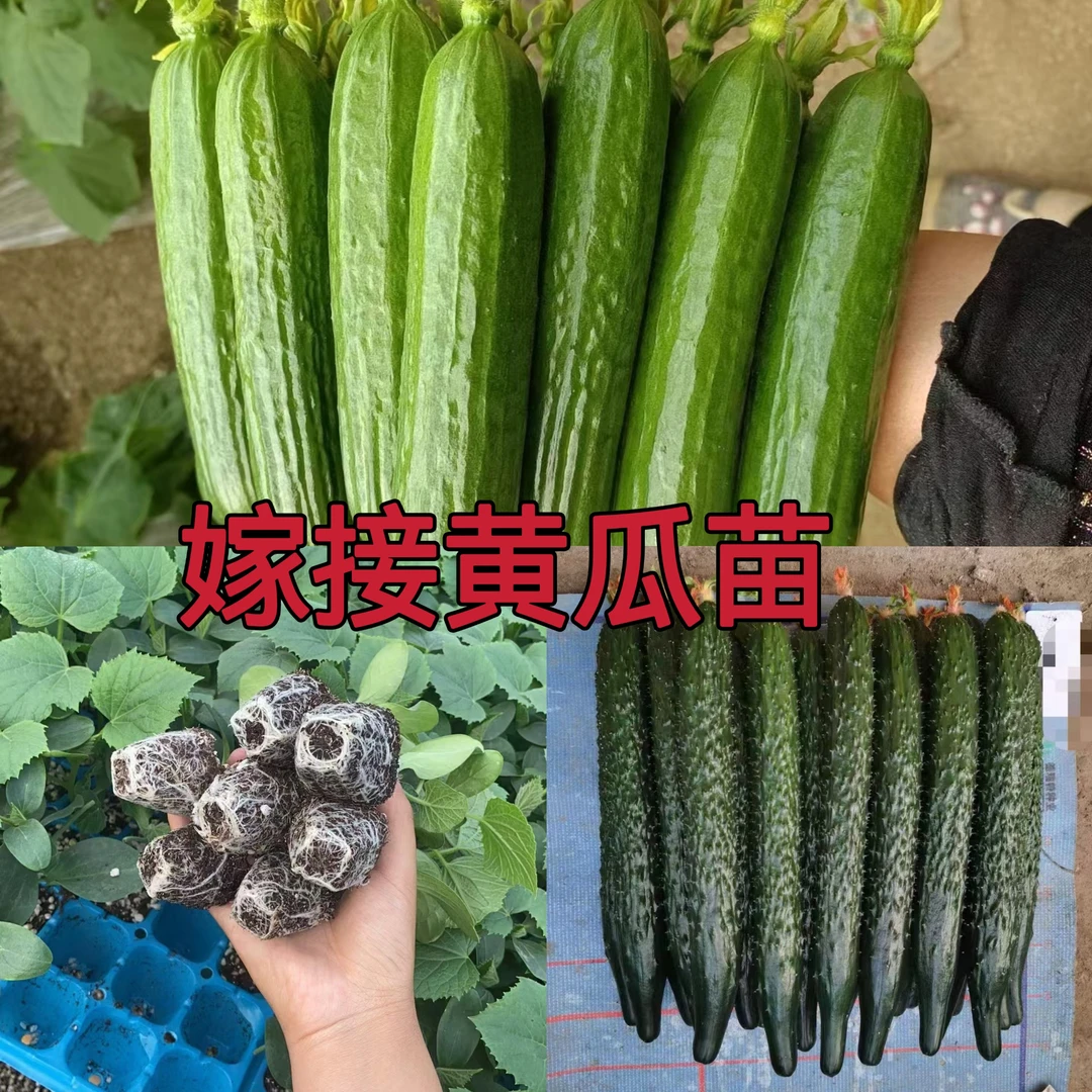 大黄瓜苗小黄瓜苗绿瓤口感好吃黄瓜山东寿光苗场嫁接黄瓜苗