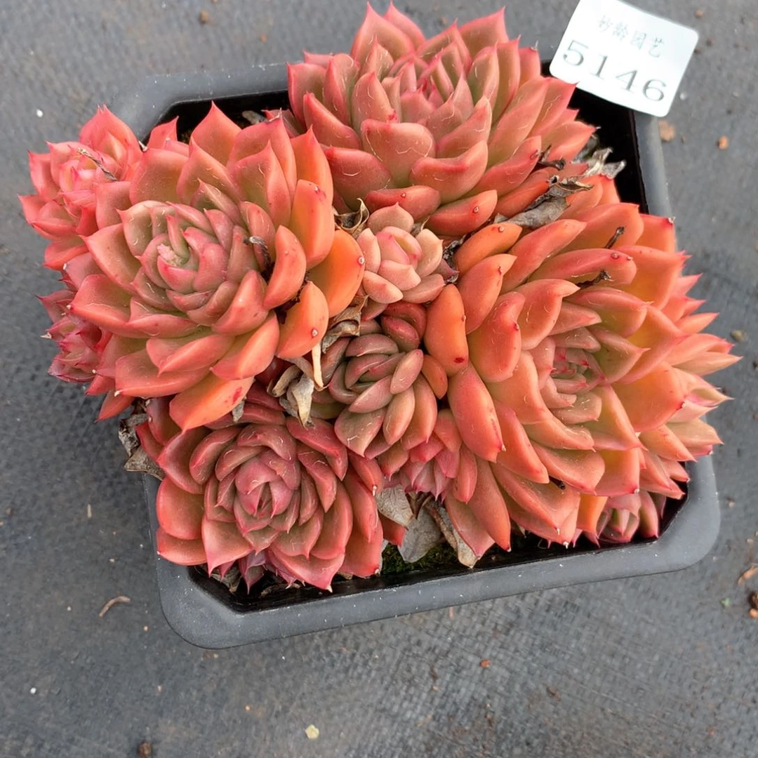 蓝*5146杂交多肉植物