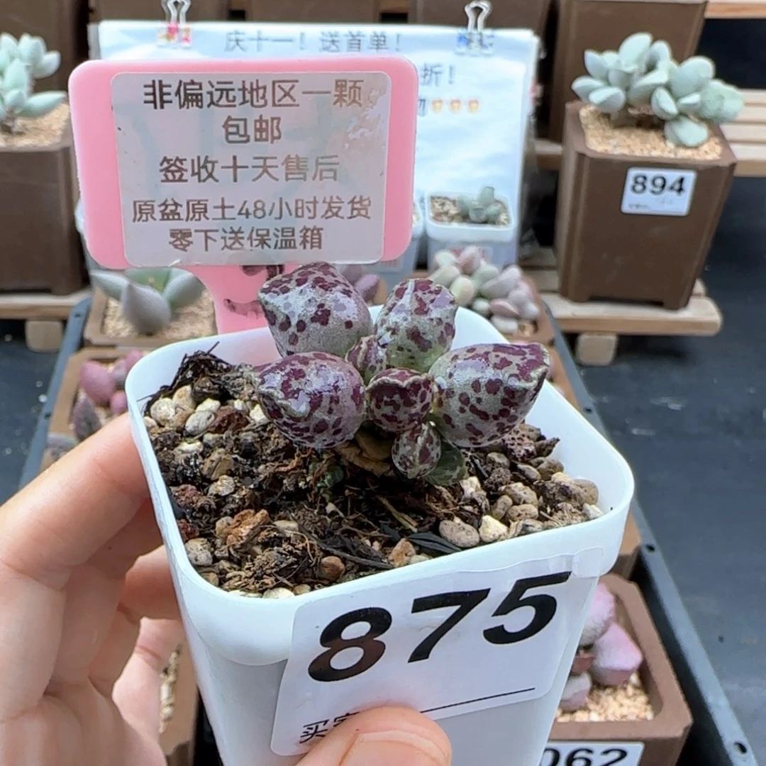 875达摩海报多肉