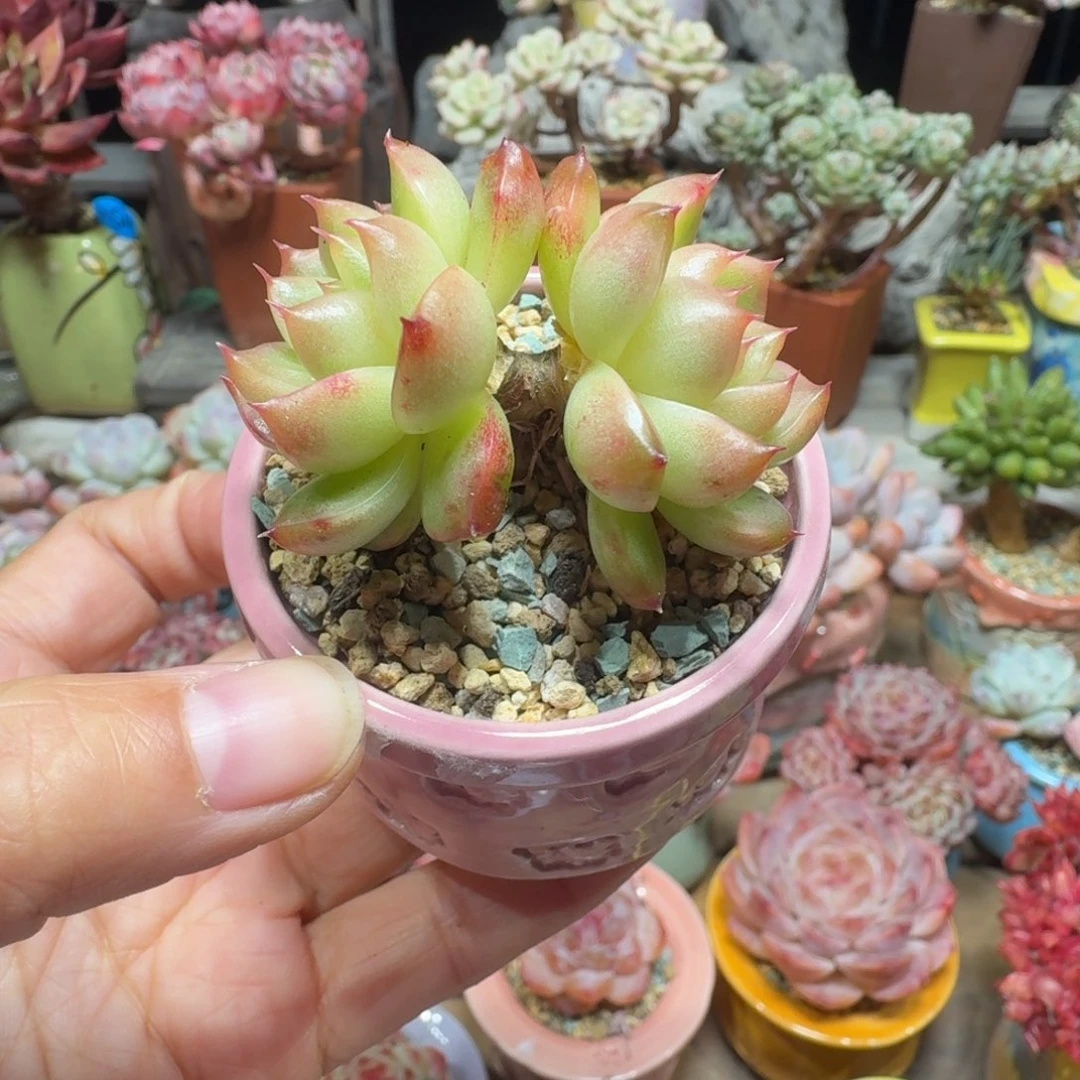 晴空珍妮 多肉含盆土 一物一拍