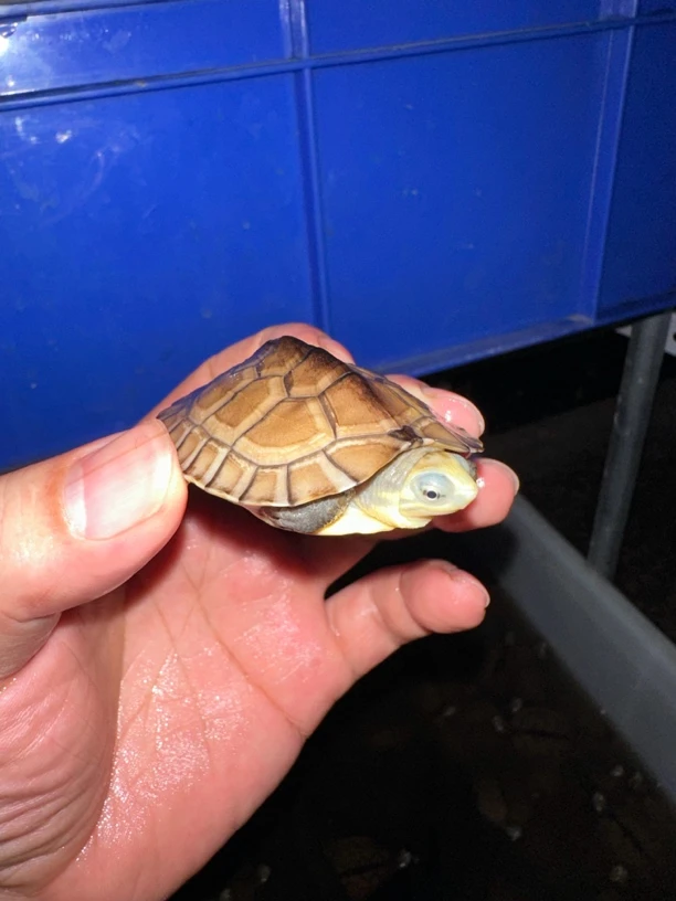 石金钱龟石龟黄喉拟水龟情侣龟南石龟小宠物小乌龟活物龟龟苗批发