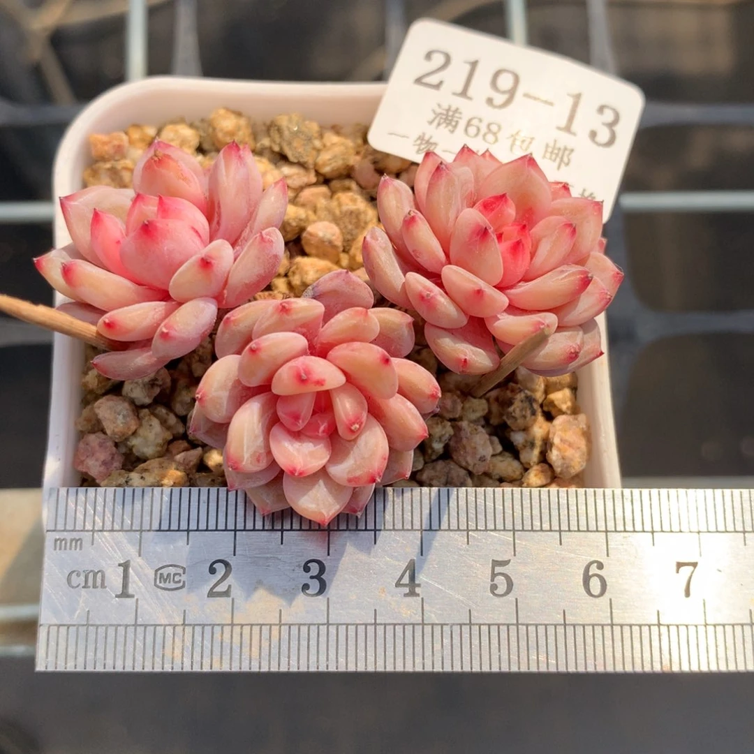 13。星星橙。三头小树桩。