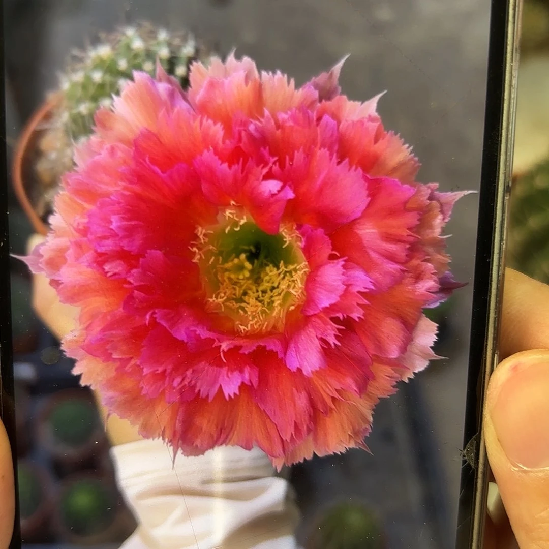 彩草紫红羽毛6.8公分